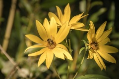 Bee-on-Three-Daisies-Petrofka-Orchard-SK