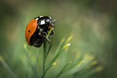 Lady-Bug-on-Dill-Stem-el