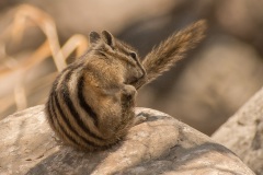 Least-Chipmunk-Washing-Its-Tail