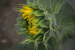 Protected-by-the-Wind-Re-sized