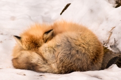 Sleeping-Red-Fox-LR