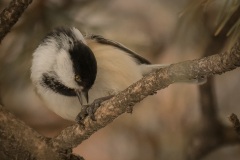 Theres-Something-on-My-Foot