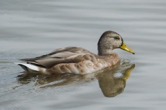 Beautiful-Reflection