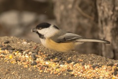 Chickadee-with-seed-2