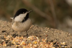 Chickadee-with-seed-5