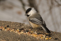 Chickadees-Feast