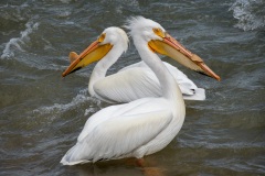 Pelican-Dance-1