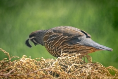 Quail-Accessing-the-Way-Down_Jennifer-Holmes