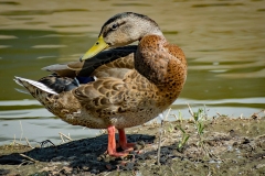 Reaching-For-the-Back-EL