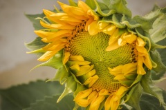 1_Unripe-Sunflower