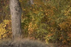 Autumn-Behind-the-Tree