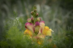 Dill-and-Snapdragon-horizontal