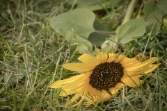Fallen-Sunflower