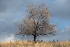 Lone-Tree-2