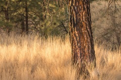 Red-trunk-in-a-golden-field
