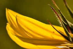Sunflower-Cropped-2-LR