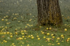 William-Tells-Practice-Grounds