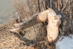 Beaver-Sculpted-Legs