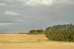 Prairie-Field-Near-Clavet