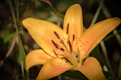 1_Yellow-Garden-Lily-EL