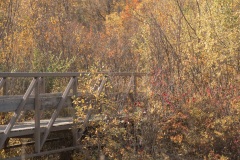 Beaver-Creek-Yellow-Trail