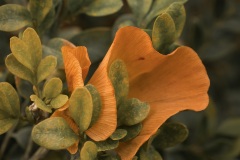 Bloom-Between-the-Leaves