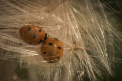 Caught-in-a-Warm-Fuzzy-Trap