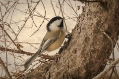 Chickadee-Tree-Climber