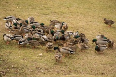 Gather-Around-the-Feast