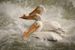 Get-Your-Pelicans-All-Lined-Up-in-A-Row