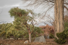 Japanese-Gardens-Penticton-January