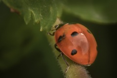 Ladybug-climbing-the-Stem