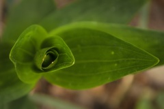 Lily-Blossom-Unfolding