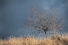 Lone-Tree