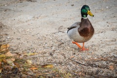 Mallard-casual-stroll-on-the-beach