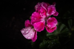 Misted-Geranium-Pink-2-2020