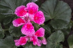 Misted-Geranium-Pink-2020
