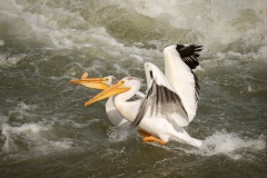 The-Challenge-The-Race-Begins