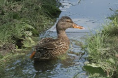 Visiting-Mallard