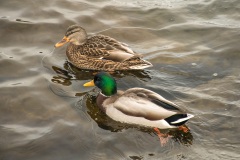 A-Pair-of-Mallards