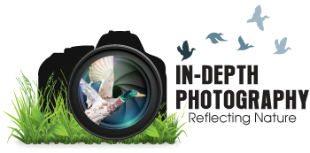 In-Depth Photography